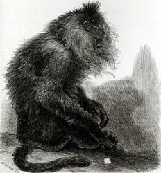 Indyjska małpa waderoo (Silenus Veter) grawerowana przez Pearsona, październik 1859